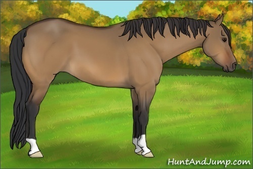 Horse Color:Brown Dun 