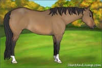 Horse Color:Brown Dun
