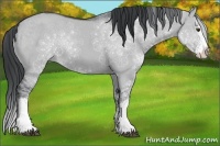 Horse Color:Grullo Chinchilla Sabino Splash