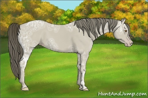 Horse Color:Classic Cream Champagne Ice Frame 