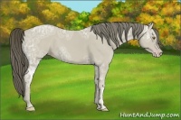 Horse Color:Classic Cream Champagne Ice Frame 