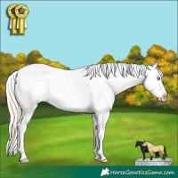 Horse Color:White Spotted Perlino Dun Appaloosa 