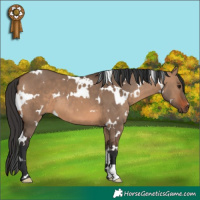 Horse Color:White Spotted Brown Dun