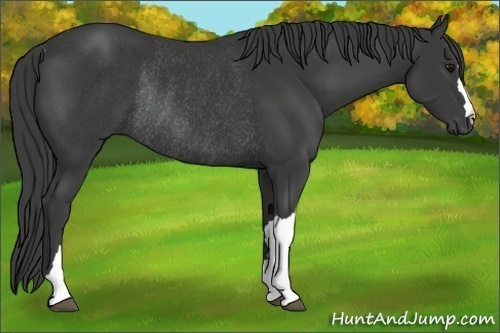 Horse Color:Smoky Black Rabicano 