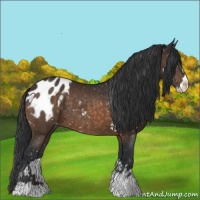 Horse Color:Brown Sabino Appaloosa 