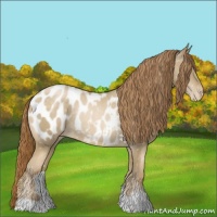 Horse Color:Buckskin Pearl Blanket Rabicano 