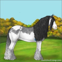 Horse Color:Blue Roan Splash Appaloosa 