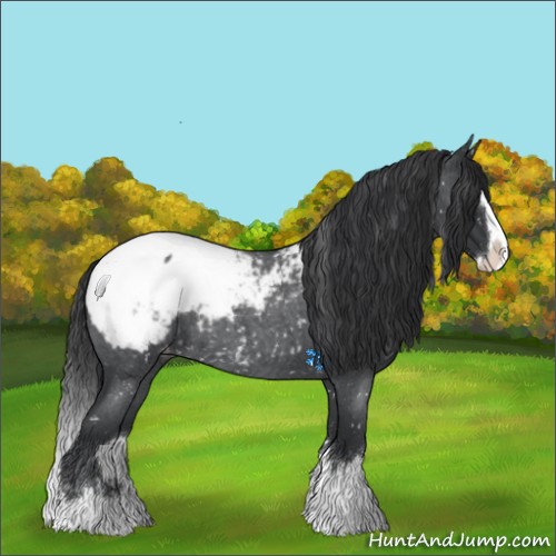 Horse Color:Blue Roan Splash Appaloosa 