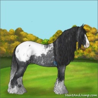 Horse Color:Blue Roan Splash Appaloosa 