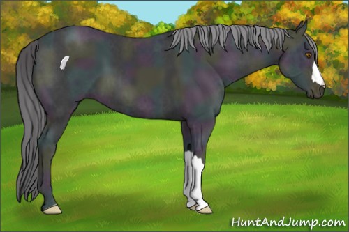 Horse Color:Midnight Classic Cream Champagne Ice 
