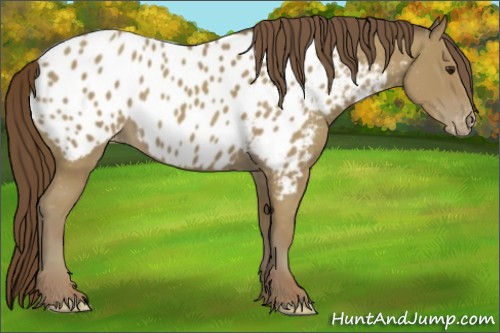 Horse Color:Classic Champagne Appaloosa 