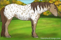 Horse Color:Classic Champagne Appaloosa 