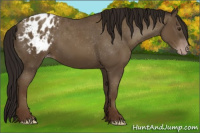 Horse Color:Gray Classic Champagne Appaloosa 