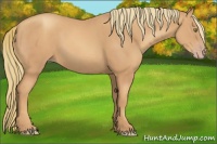 Horse Color:Gold Champagne