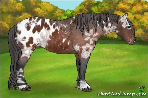 Horse Color:Brown Ice Appaloosa