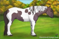 Horse Color:Smoky Grullo Tobiano 