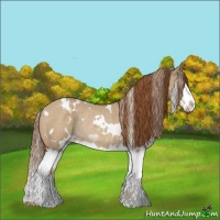 Horse Color:White Spotted Red Dun Roan Splash Rabicano