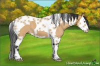 Horse Color:Bay Dun Splash Tobiano