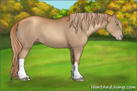 Horse Color:Gray Gold Champagne 