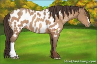 Horse Color:Sable Champagne Appaloosa