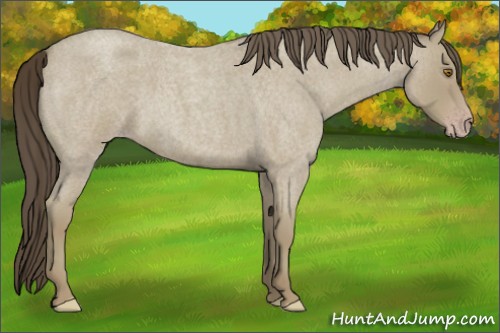 Horse Color:Classic Cream Champagne Roan