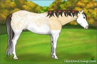 Horse Color:Buckskin Ice Dun Splash 