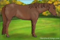 Horse Color:Chestnut Rabicano 