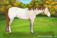 Horse Color:Red Dun Ice Roan Splash 
