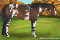 Horse Color:White Spotted Liver Chestnut Varnish 