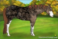 Horse Color:Red Dun Ice Sabino