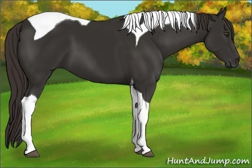 Horse Color:Liver Chestnut Tobiano 