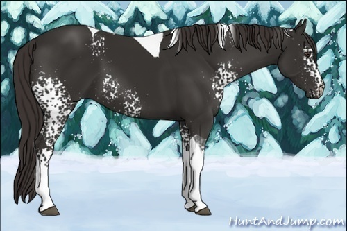 Horse Color:White Spotted Liver Chestnut Tobiano 