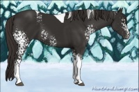 Horse Color:White Spotted Liver Chestnut Tobiano 