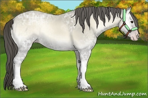 Horse Color:Classic Cream Champagne Ice Onyx 