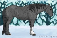 Horse Color:Black Ice 