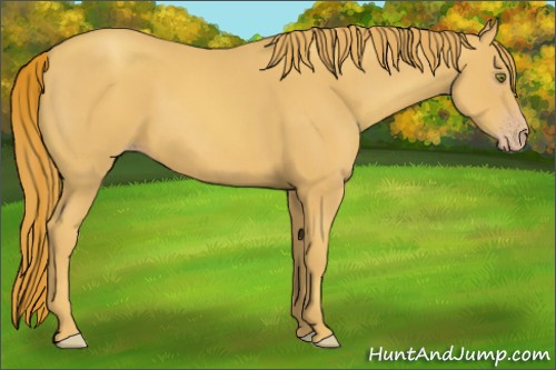 Horse Color:Gold Champagne 