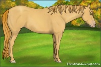 Horse Color:Gold Champagne 