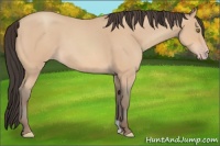 Horse Color:Amber Champagne Roan 