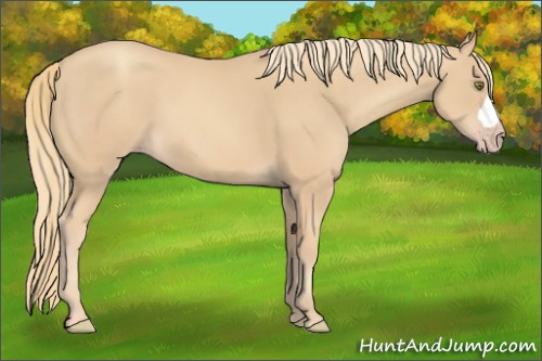 Horse Color:Gold Champagne