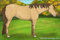 Horse Color:Amber Champagne 