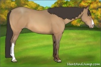 Horse Color:Amber Champagne 