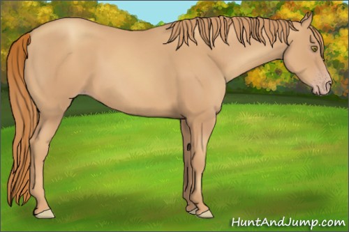 Horse Color:Gold Champagne