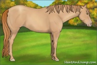 Horse Color:Gold Champagne 