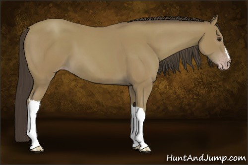 Horse Color:Classic Champagne 