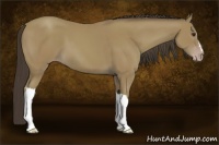 Horse Color:Classic Champagne 