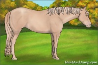 Horse Color:Gold Champagne 