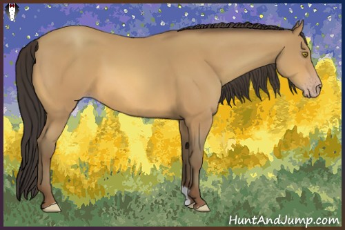 Horse Color:Amber Champagne