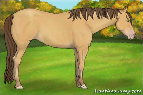 Horse Color:Amber Champagne 