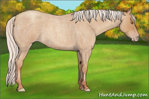 Horse Color:Silver Classic Champagne Roan 