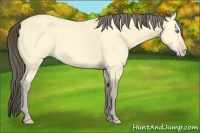 Horse Color:Amber Cream Champagne